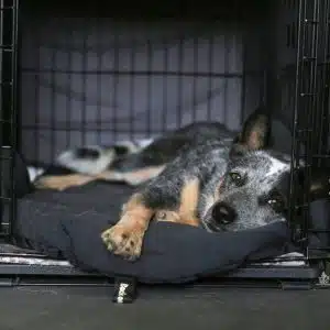 Portable Dog bed